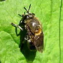 Microdon manitobensis - Microdon manitobensis