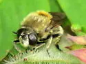 Microdon manitobensis - photo 2