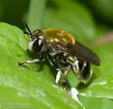 Microdon manitobensis - photo 4