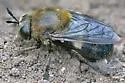 Microdon manitobensis - photo 5