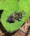 Microdon megalogaster - photo 5