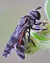 Microdon pallipennis - photo 2