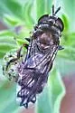 Microdon pallipennis - photo 3