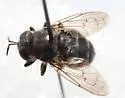 Microdon ruficrus - photo 4