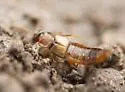 Microdonia laticollis - photo 2