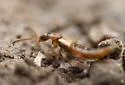 Microdonia laticollis - photo 3