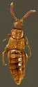 Microdonia nitidiventris - Microdonia nitidiventris