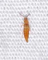 Microdonia nitidiventris - photo 2