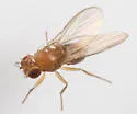 Microdrosophila quadrata - photo 2