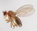 Microdrosophila quadrata - photo 3