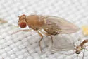Microdrosophila quadrata - photo 4