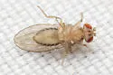 Microdrosophila quadrata - photo 5