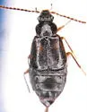 Microedus austinianus