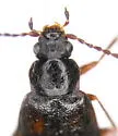 Microedus austinianus - photo 2