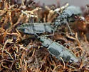 Microedus fenderi - photo 3