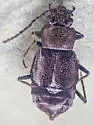 Microedus fenderi - photo 4
