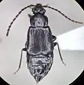 Microedus laticollis