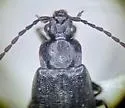 Microedus laticollis - photo 2