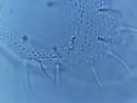 Microgastrura minutissima