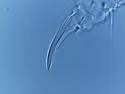Microgastrura minutissima - photo 2