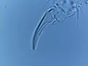 Microgastrura minutissima - photo 3