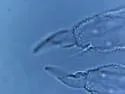Microgastrura minutissima - photo 5
