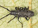 Microgoes oculatus - Microgoes oculatus