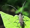Microgoes oculatus - photo 2