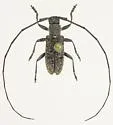 Microgoes oculatus - photo 3