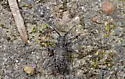 Microgoes oculatus - photo 4