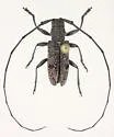 Microgoes oculatus - photo 5