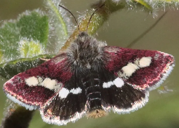 Microhelia angelica - Hodges#11056 - photo 2