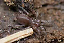Microhexura idahoana