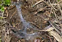 Microhexura idahoana - photo 2