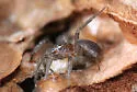 Microhexura idahoana - photo 3