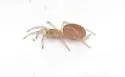 Spruce Fir Moss Spider
