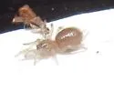 Spruce Fir Moss Spider - photo 2