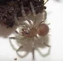 Spruce Fir Moss Spider - photo 4