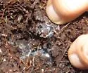 Spruce Fir Moss Spider - photo 5