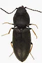 Microhypnus striatulus