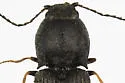 Microhypnus striatulus - photo 2