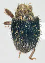 Microhyus setiger - photo 2