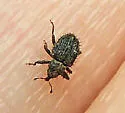 Microhyus setiger - photo 3