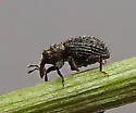 Microhyus setiger - photo 4