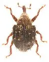 Microhyus setiger - photo 5