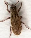 Puncturevine Stem Weevil - photo 2
