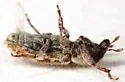 Puncturevine Stem Weevil - photo 3