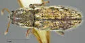 Puncturevine Stem Weevil - photo 4