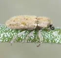 Puncturevine Stem Weevil - photo 5