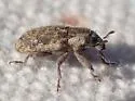 Puncturevine Seed Weevil - photo 2